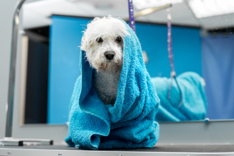 Content dog post-shower in Portsmouth, highlighting easy-access shower spaces perfect for pets and families alike.